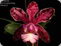 Cattleya Brabantiae 'Banderantes'